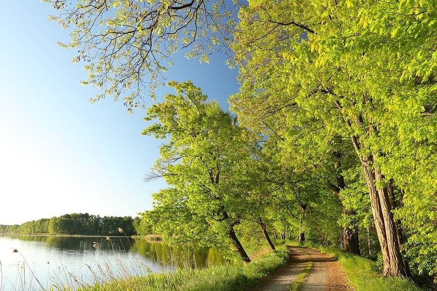 A walking path in the woods next to a lake