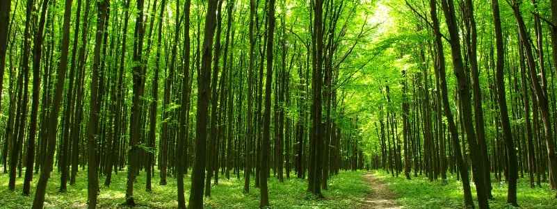 A walking path through a green forest