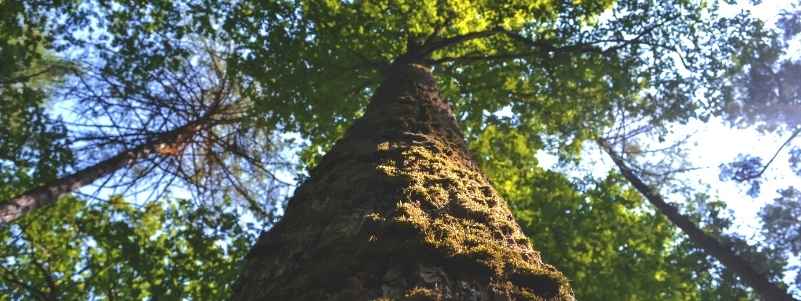 A photo looking from the tree trunk up into the tree branches