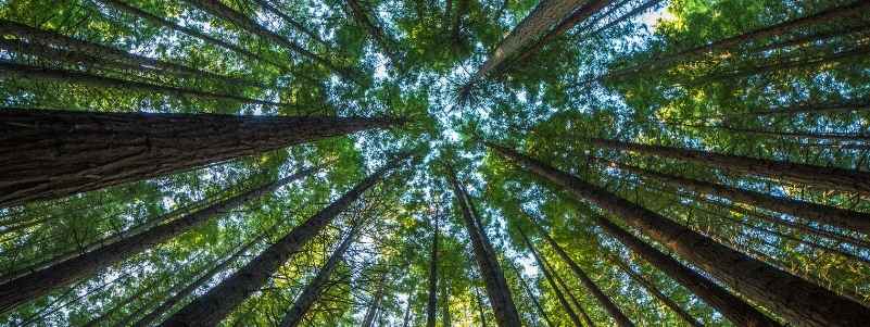 A photo looking straight up at the tree branches