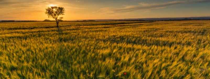 Sunset over a golden field