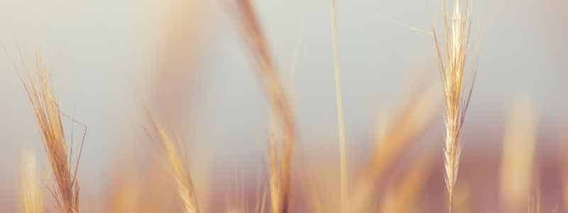Close up photo of a wheat