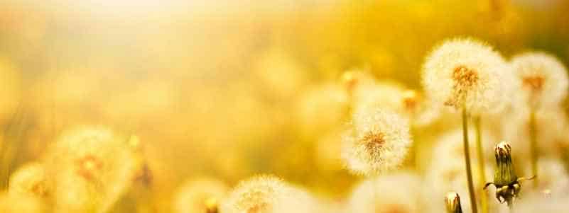 white dandelion puffs