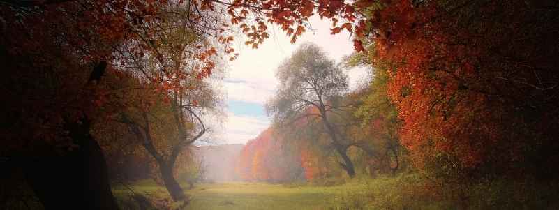 Forest in fall colors of green, red and orange