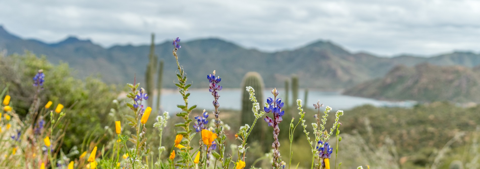 Closeup of blooming desert flowers