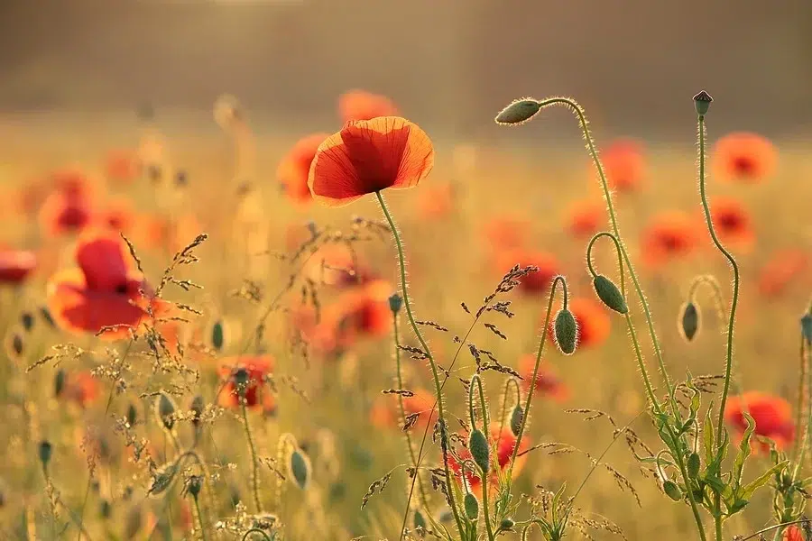 The Negative Side Effects of Painkillers