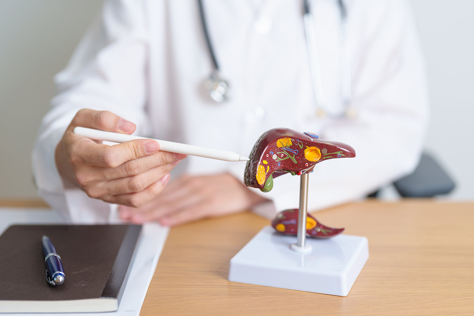 Photo focuses on a model of a liver on a doctor's desk