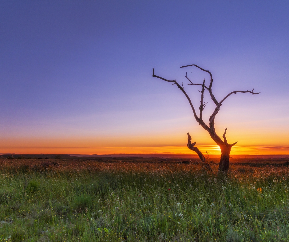A blooming field at sunset